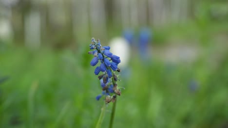 spring flowers in a garden