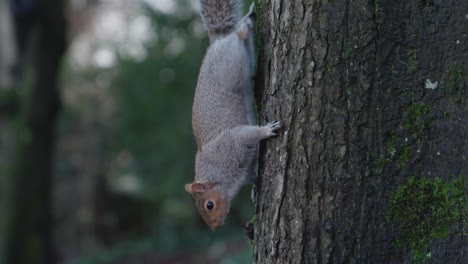 squirrel climbs down a tree and lands on the ground