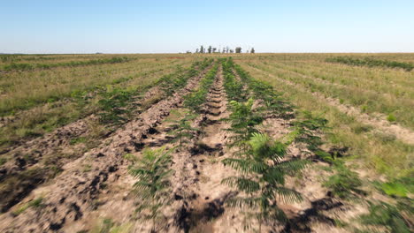 Vista-Aérea-De-Cultivos-Recientemente-Plantados