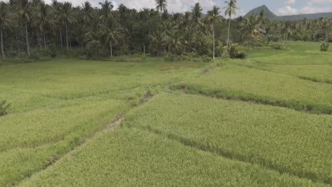 zoom out disparó capturando la tierra agrícola cerca del bosque de coco