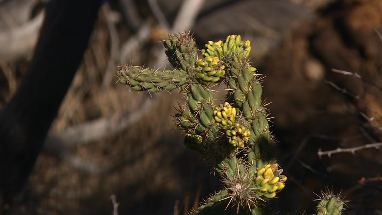 Cholla-kaktus med gule blomsterknopper i Guadalupe Mountains National Park, Texas, USA.