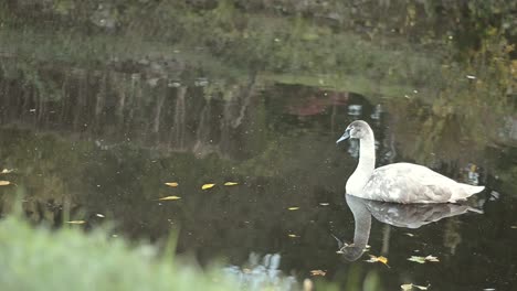 cisne joven flotando en los reflejos del río