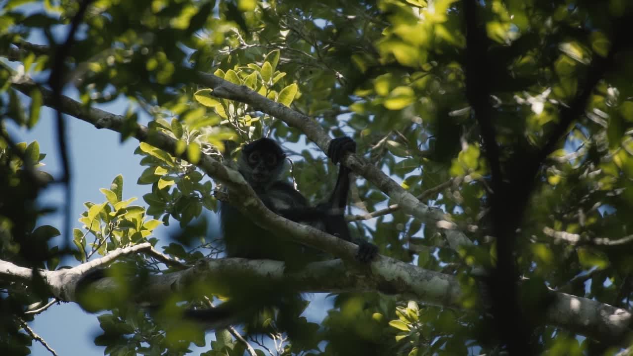 mono araña sentado en la rama del árbol, mirando a la cámara - tiro de ángulo bajo