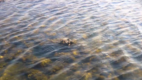 Viento-Creando-Ondas-En-El-Agua,-Coral-Submarino-Brillando-A-La-Luz-Del-Sol