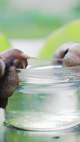 two achatina snails sits on a glass with water. large brown snail vertical video