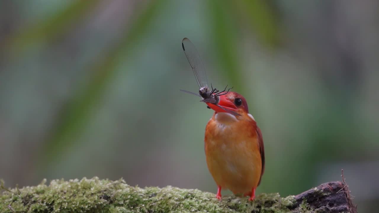 the rufous backed kingfisher carrying black dragonfly in his beak