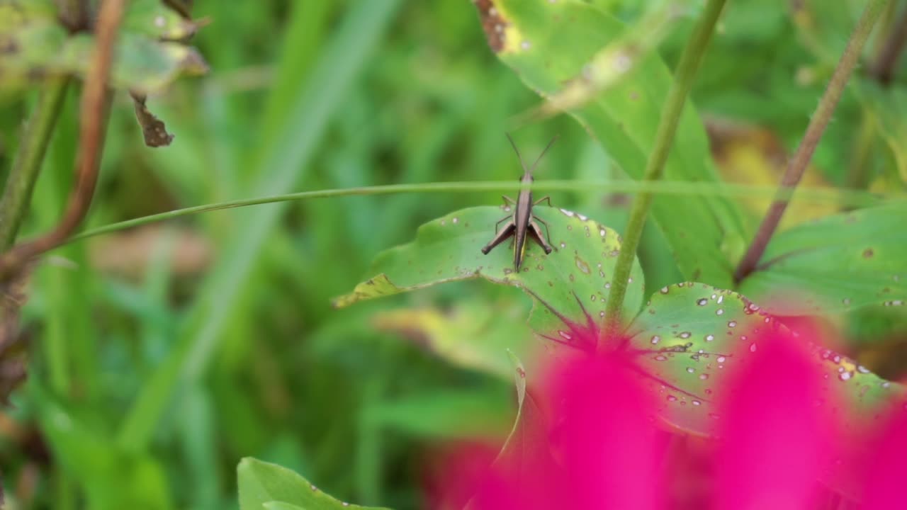 검은 메뚜기 비디오, 잎에 앉아 있는 메뚜기, 자연의 곤충