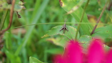 video de saltamontes negro, saltamontes sentado en la hoja, insecto en la naturaleza