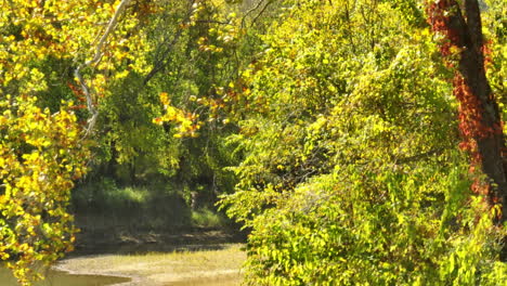 sunny autumn trees at the river forest at twin bridges park, arkansas, usa