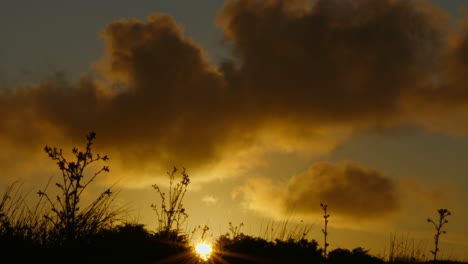 sunset illuminating clouds in brilliant orange color with silhouetted hedge and plants on exmoor in north devon uk 4k