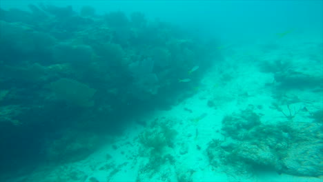 corales de aguas profundas y peces en miami florida