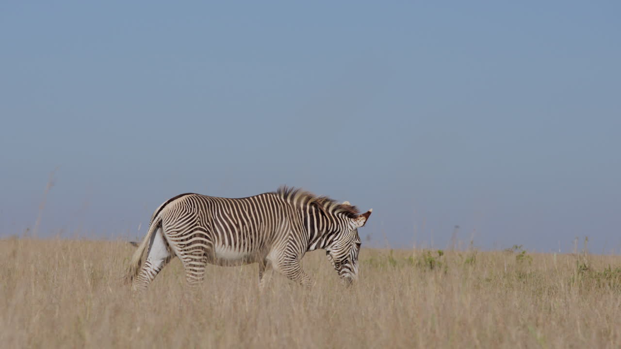 Zebra delle pianure maschio che cammina nella savana di sera.