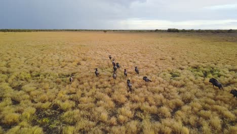 flying behind a herd of running wildebeest in botswana, aerial tracking shot