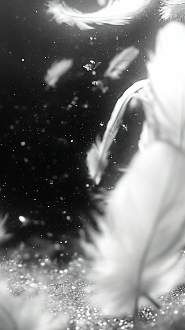 Floating white feathers in dark water. A collection of delicate white feathers gracefully drifts in dark water, creating a serene and tranquil atmosphere.