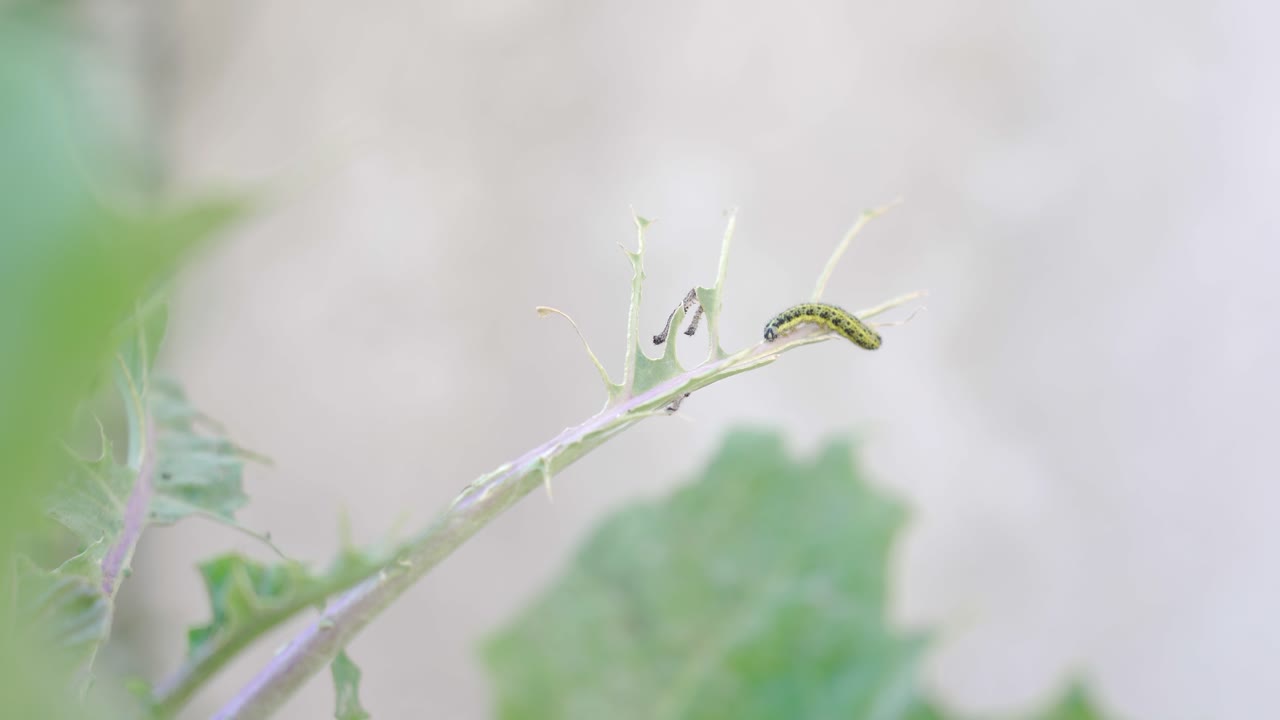 식물 줄기에 있는 애벌레
