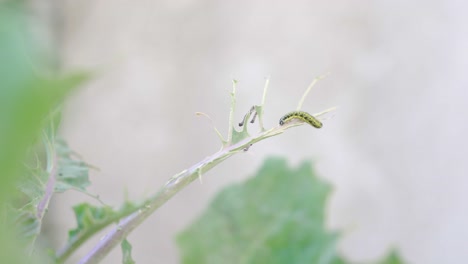 oruga en un tallo de planta