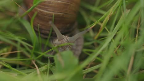Closeup of eyed tentacles on brown snail head