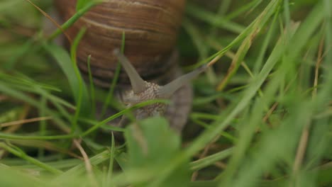 closeup of eyed tentacles on brown snail head