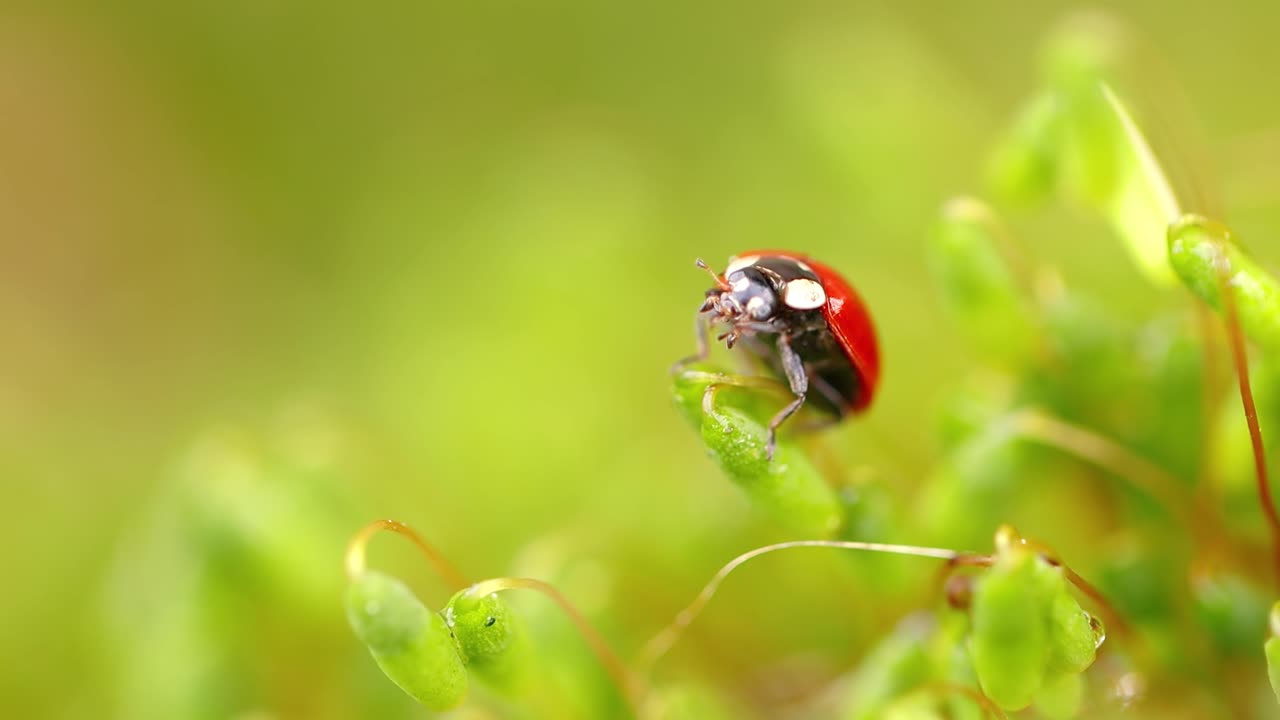 Close-up wildlife of a ladybug in the green grass in the forest