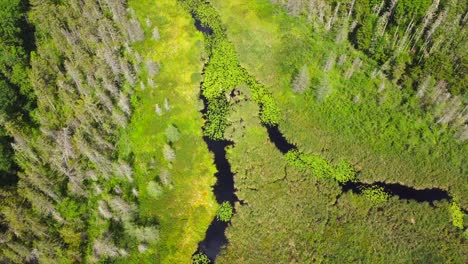 Drohnenaufnahmen-über-Einem-Sumpfigen-See-Im-Bundesstaat-New-York-Im-Sommer