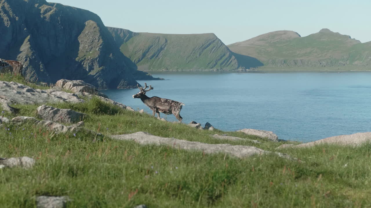노르웨이 북부의 절벽 위에 서 있는 사 ⁇ , 배경에는 멋진 피오르드 해안선, 아름다운  ⁇ 은 여름 날, 슬로우 모션 50fps, 라플란드