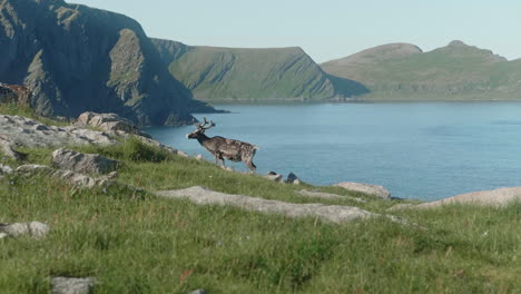 renos de pie en un acantilado en el norte de noruega, impresionante costa de fiordos en el fondo, hermoso día de verano soleado, cámara lenta 50 fps, laponia