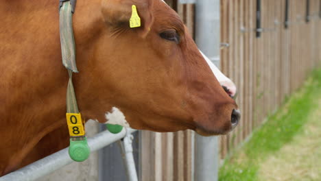 Close-Up-of-Beautiful-Brown-Cow-in-Stall,-Slow-Motion