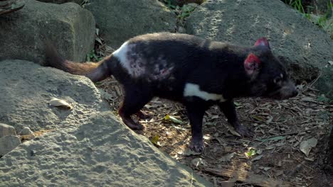 diablo de tasmania olfateando rocas en el desierto de tasmania en australia
