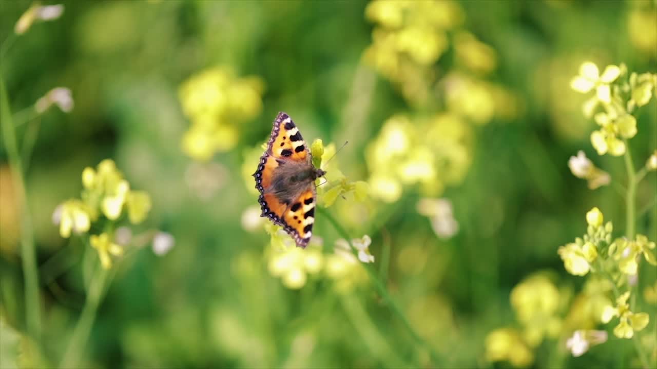 Primo piano di farfalla su un fiore al rallentatore