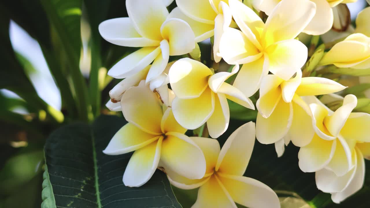 primer plano de las vibrantes flores de plumeria en la luz natural