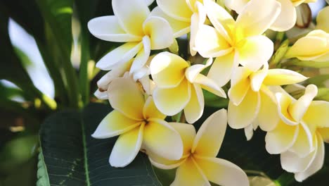 close-up of vibrant plumeria flowers in natural light