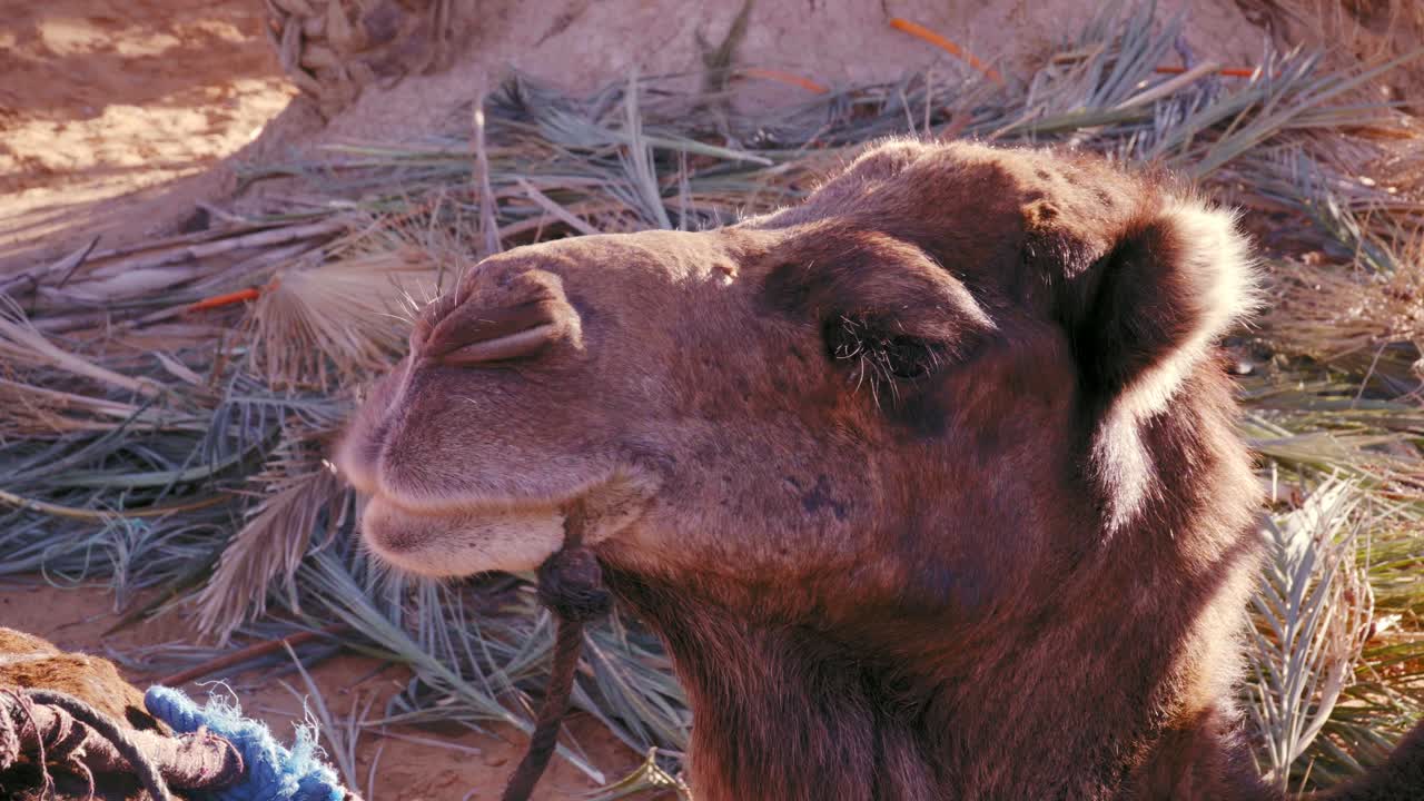 close up retrato de un camello dromedario masticando comida