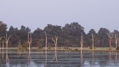 pájaros blancos, garzas intermedias, descansando sobre árboles muertos que se reflejan en un lago alrededor de neak pean, parque angkor, al atardecer