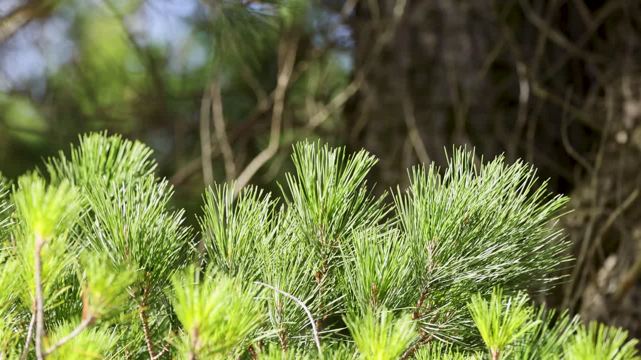 Close-up of Austrian pine branches swaying gently in the wind, highlighting long needles and vibrant green hues