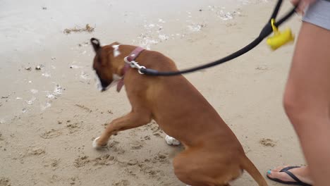 Cute-Boxer-Breed,-Brown-White-And-Black-Colors-Looking-Around-In-Sandy-Beach