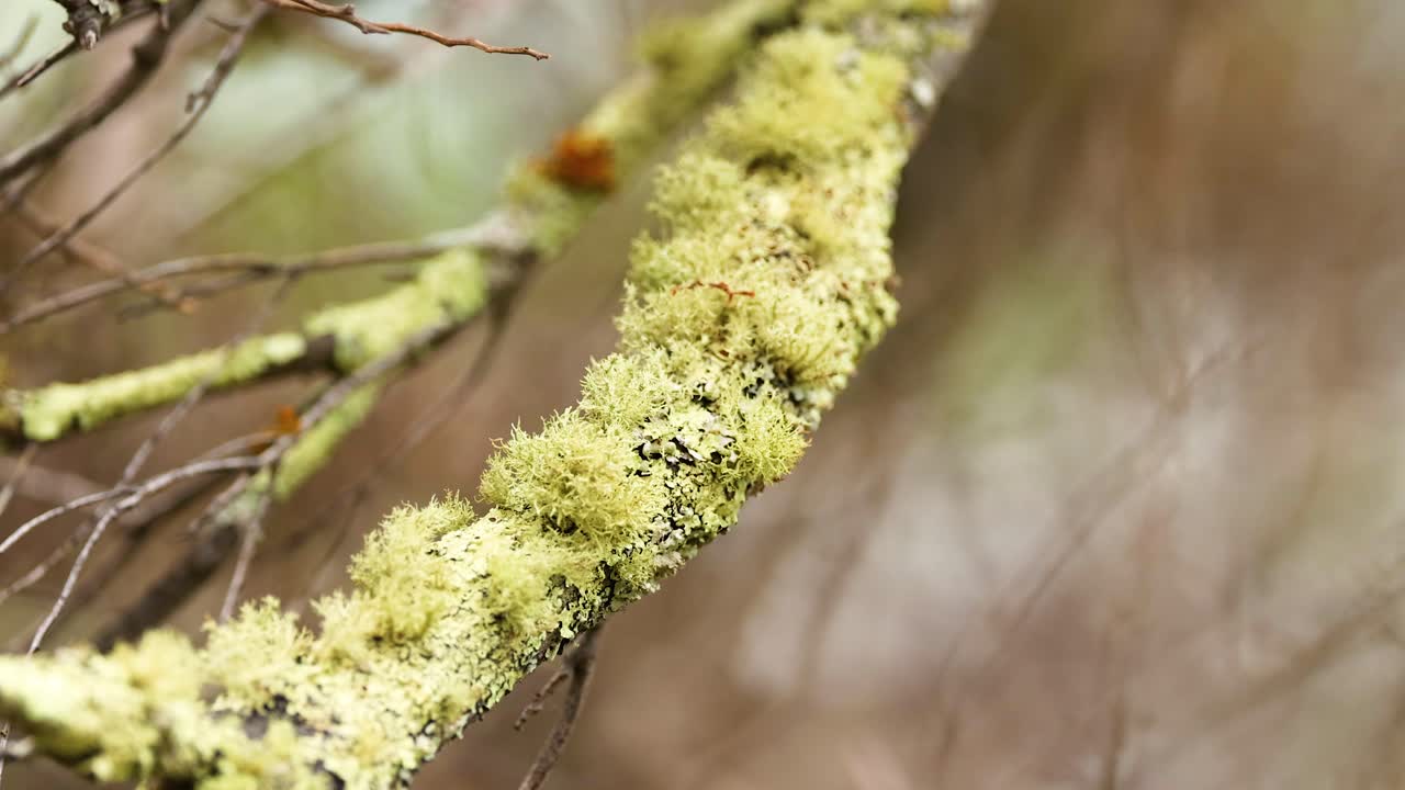 Close-up of Usnea barbata lichen on branches, captured with soft lighting and shallow depth of field