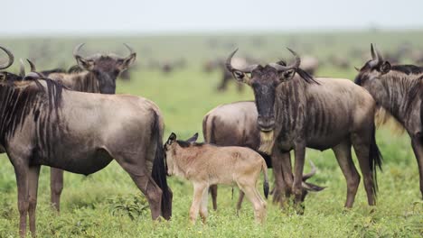buceo de gnu en rebaño en el serengeti en la temporada de parto durante la gran migración de gnus en tanzania en áfrica, pequeños animales jóvenes y vida silvestre africana en rebaños de gnu durante la migración
