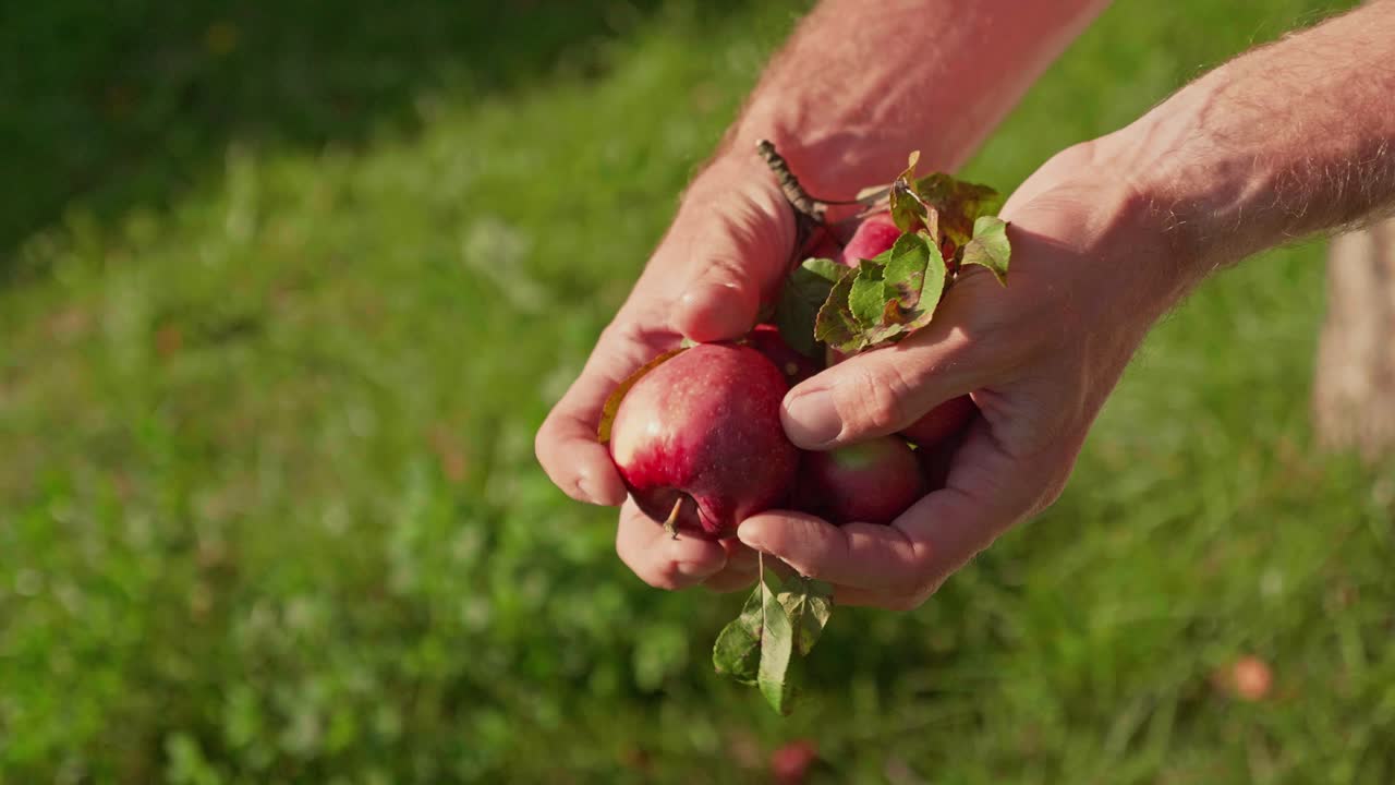 granjero muestra manzanas rojas maduras escogidas a mano en sus manos, cierra