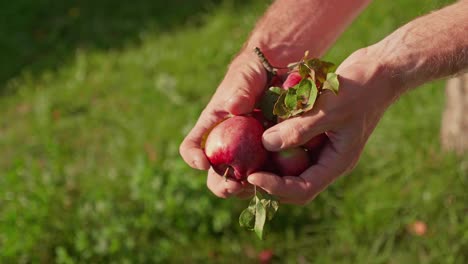 farmer show handpicked ripe red apples in his hands, close up