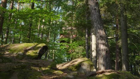 Moss-covered-rock-formations-with-pine-trees-in-the-background