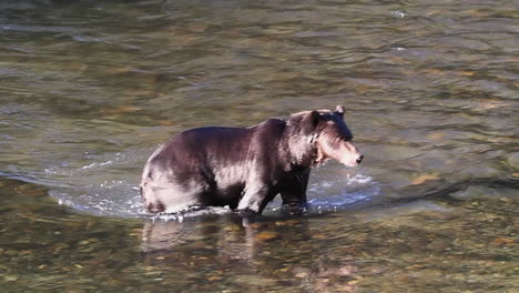 Wet-glossy-coat-long-snout-Grizzly-bear-walks