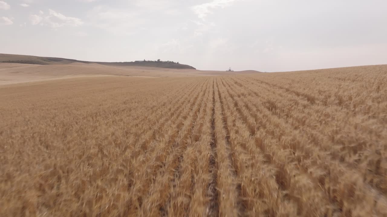 Golden wheat field landscape
