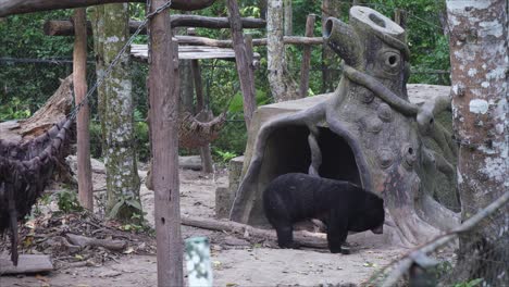asiatic black bear roaming outside den in luang prabang's bear rescue center