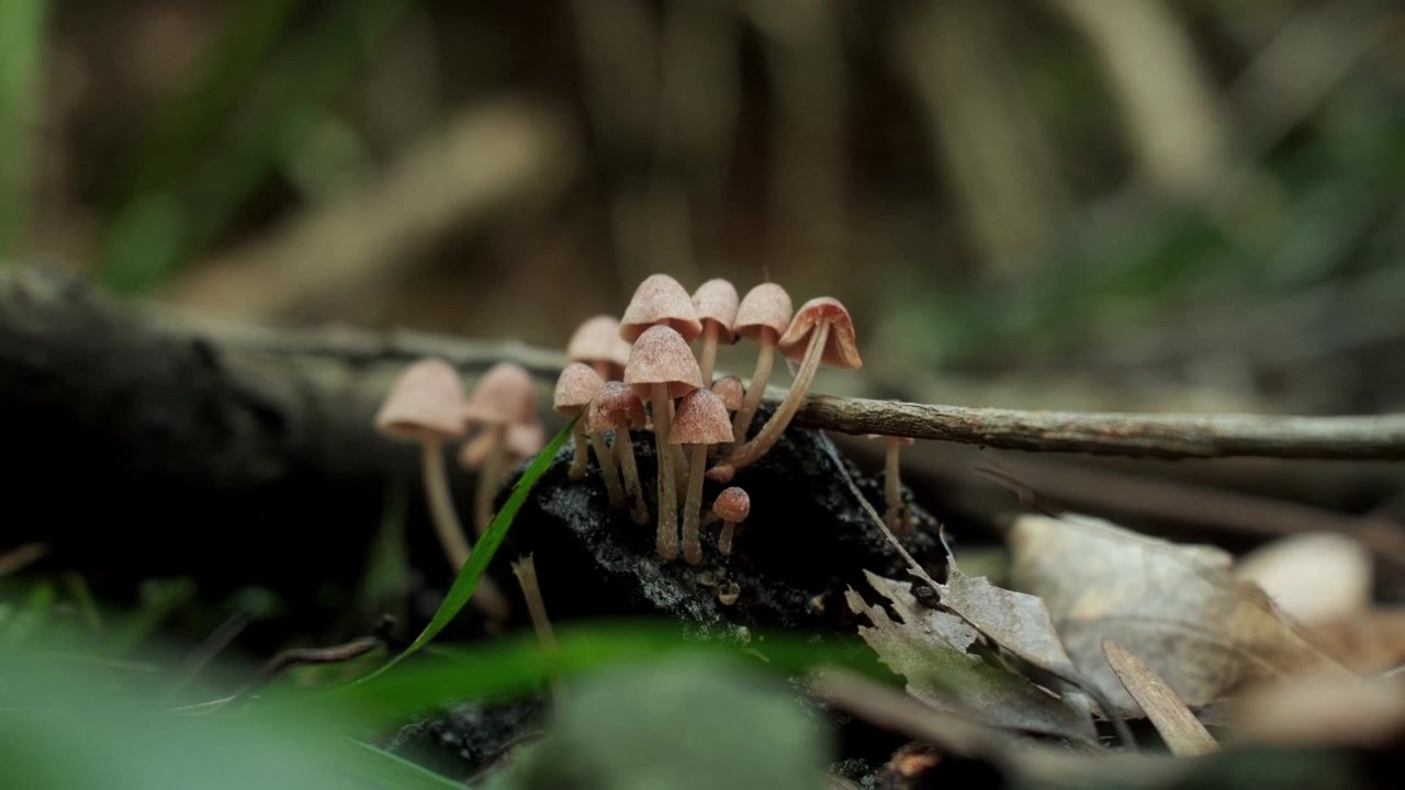 Sekelompok jamur liar kecil tumbuh di kayu hutan yang membusuk di habitat alami, zoom-out perlahan