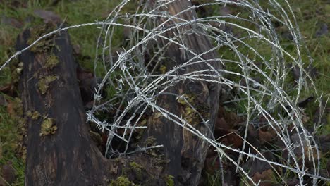 alambre de púas envuelto alrededor de árbol caído en el viejo huerto 4k
