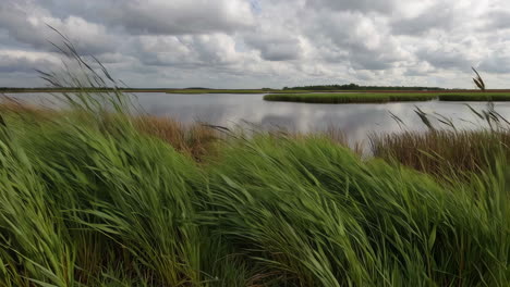 lush green reeds by a lake under a cloudy sky
