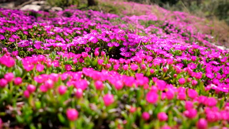 close-up of vivid pink floral heads of delosperma cooperi iceplant, rack focus