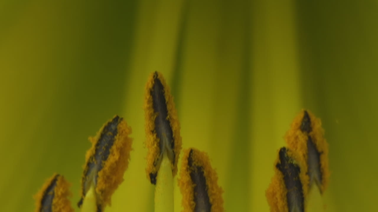 flor de lirio de día amarillo