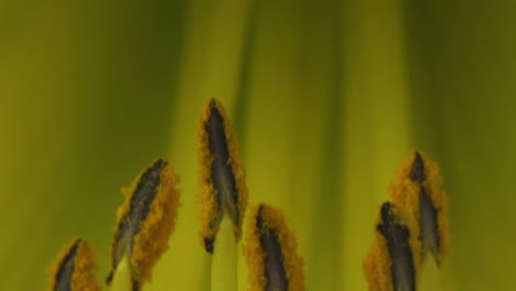 yellow day lily flower