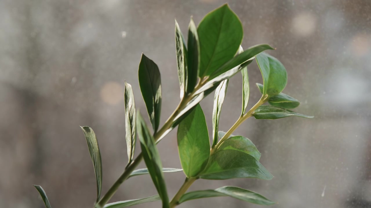 Primo piano di foglie verdi su un ramo di pianta con luce naturale soffusa e sfondo leggermente sfocato. La scena mostra la trama dettagliata, la forma e la disposizione del fogliame fresco contro uno sfondo fuori fuoco.